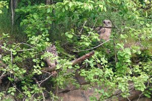Eagle Owl (Bubo Bubo) Adult Bird and Young Bird