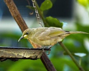 White-gaped Honeyeater