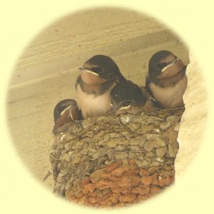 Barn swallow babies