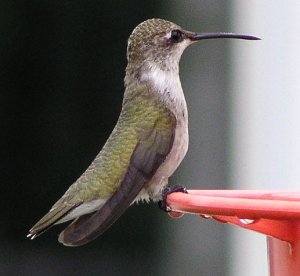 Female hummer