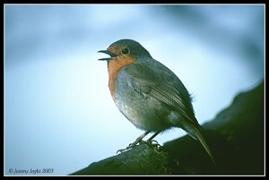 European Robin singing