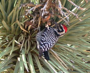 Ladder-backed Woodpecker