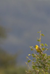 Yellowhammer