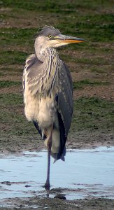 Grey Heron