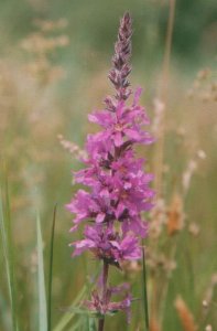 Purple Loosestrife