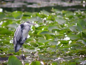 Stover Grey Heron