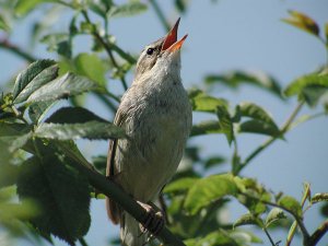 Sedge Warbler