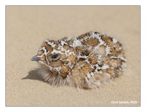 Chestnut-bellied Sandgrouse