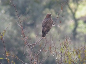 Common Buzzard