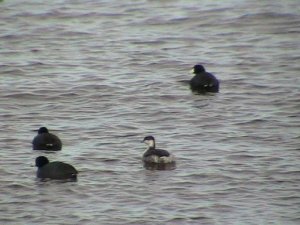 Coots and Horned Grebe