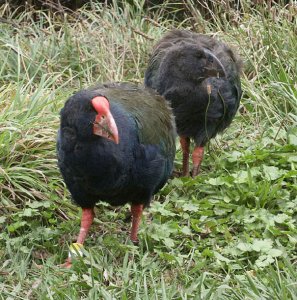 Takahe