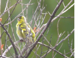 Male Siskin