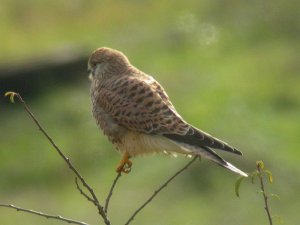 common kestrel