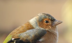 Cock Chaffinch