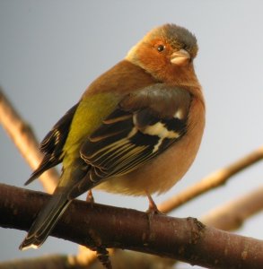 Chaffinch