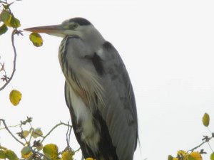 Grey Heron