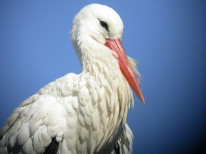 white Stork