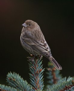 House Finch