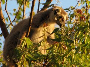 Sifaka in tree