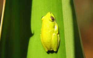 Yellow tree frog