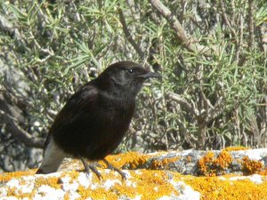 Black Wheatear