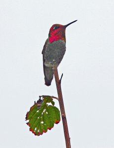 Anna's Hummingbird