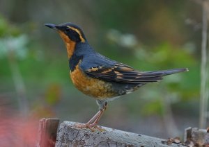 Varied Thrush