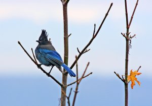 Steller's Jay