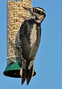 Hairy Woodpecker