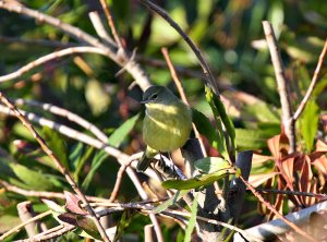 Orange-crowned Warbler