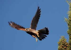 Common Kestrel