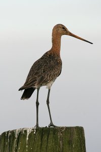 Black-tailed Godwit