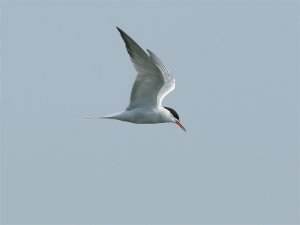 Common Tern