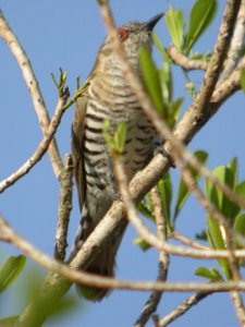 Gould's Bronze-cuckoo