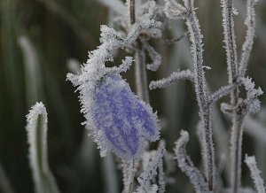 Frosty Harebell