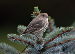 House Finch