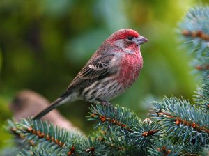 House Finch