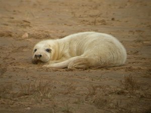 Grey Seal Pup