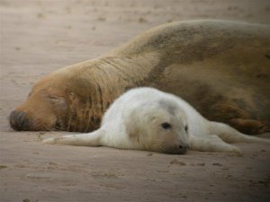 Grey Seal Mother and Pup