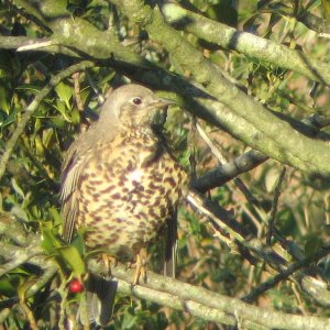 Mistle Thrush