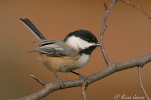 black-capped chickadee