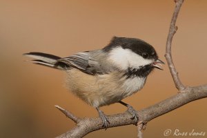 black-capped chickadee