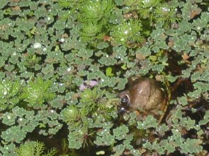 Frog In Pond