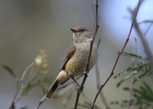 Buff-rumped Thornbill