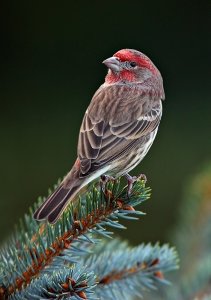 Male House Finch