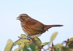 Song Sparrow