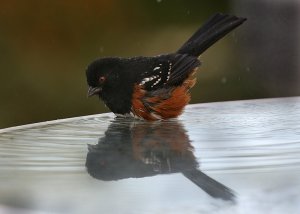 Spotted Towhee