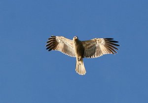 Swamp Harrier