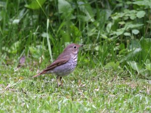 Hermit Thrush