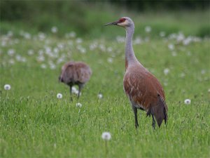 Sandhill Crane